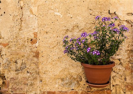 simsearch:400-07217858,k - Pienza, Tuscany region, Italy. Old wall with flowers Stock Photo - Budget Royalty-Free & Subscription, Code: 400-07212381