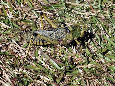 Close up of a grasshopper in a natural setting Photographie de stock - Aubaine LD & Abonnement, Code: 400-07212402