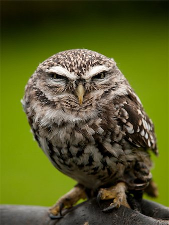 Angry looking little owl (athene noctua) perched on a branch Stock Photo - Budget Royalty-Free & Subscription, Code: 400-07213129