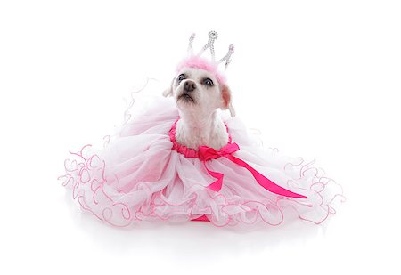 funny pampered dog - Pampered pet dog wearing a princess tiara and pretty soft pink frilled tulle dress with pink ribbon.  Looking up with anticipation.  White background Stock Photo - Budget Royalty-Free & Subscription, Code: 400-07213165