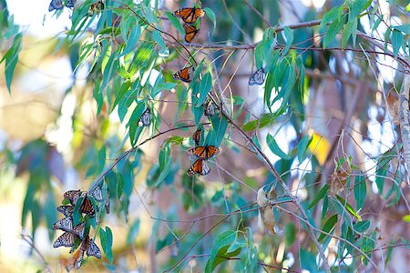 monarch butterflies resting at tree branches at winter in california Stock Photo - Budget Royalty-Free & Subscription, Code: 400-07221753