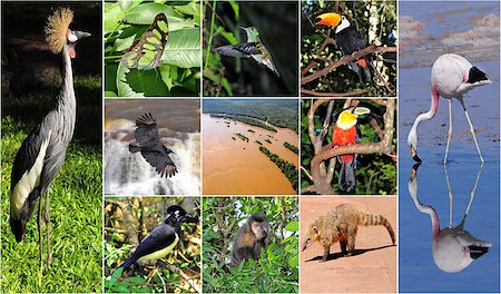 parana river - Iguazu National park locates from both sides of the border between Argentina and Brazil. Stock Photo - Budget Royalty-Free & Subscription, Code: 400-07246562