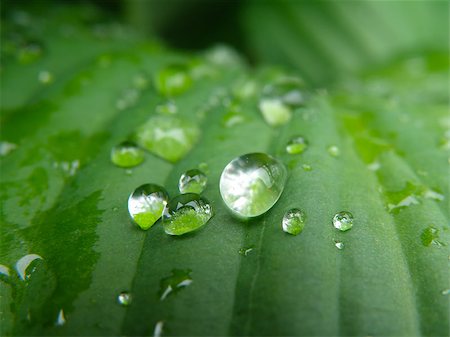 Water drops on green leaf. Macro closeup detail. Background. Stock Photo - Budget Royalty-Free & Subscription, Code: 400-07246671