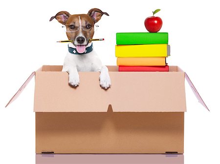 funny driver photos - dog secretary in a moving box with books Stock Photo - Budget Royalty-Free & Subscription, Code: 400-07247039