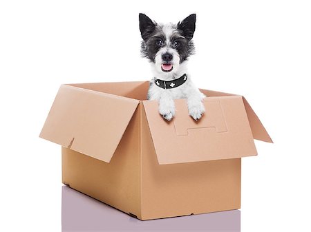 funny driver photos - mail dog in a moving very  big moving box Stock Photo - Budget Royalty-Free & Subscription, Code: 400-07247040