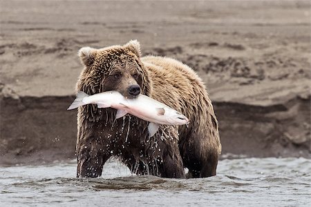 A coastal brown bear holds a freshly caught salmon in its mouth at Lake Clark NP, Alaska Stock Photo - Budget Royalty-Free & Subscription, Code: 400-07247054