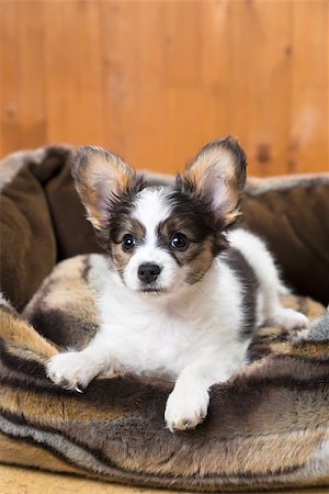 simsearch:400-05722359,k - Papillon Puppy in bed on wooden background Stock Photo - Budget Royalty-Free & Subscription, Code: 400-07247868