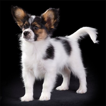 simsearch:400-08402912,k - Puppy Papillon on a black background Stock Photo - Budget Royalty-Free & Subscription, Code: 400-07247869