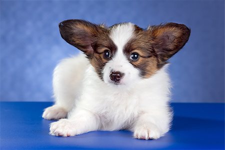 simsearch:400-08402912,k - Small Papillon Puppy on a blue background Stock Photo - Budget Royalty-Free & Subscription, Code: 400-07247870