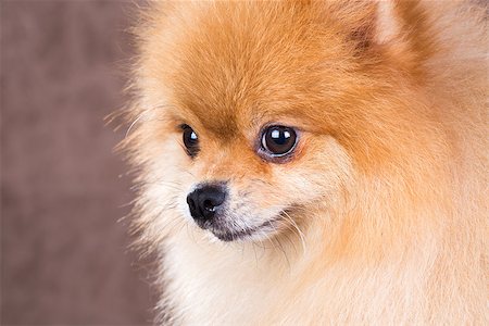 Portrait Pomeranian dog on a abstract background Stock Photo - Budget Royalty-Free & Subscription, Code: 400-07247899