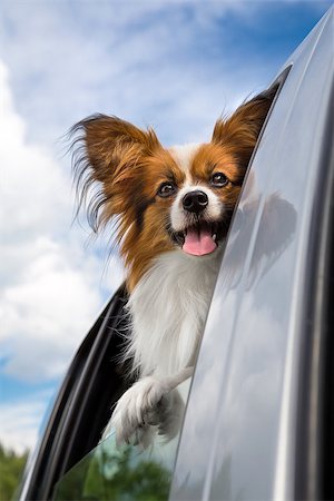 driving in car wind - Dog poking his head out window of a car Stock Photo - Budget Royalty-Free & Subscription, Code: 400-07247890