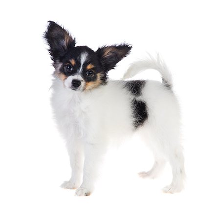 simsearch:400-06641109,k - Papillon puppy standing on a white background Stock Photo - Budget Royalty-Free & Subscription, Code: 400-07247893