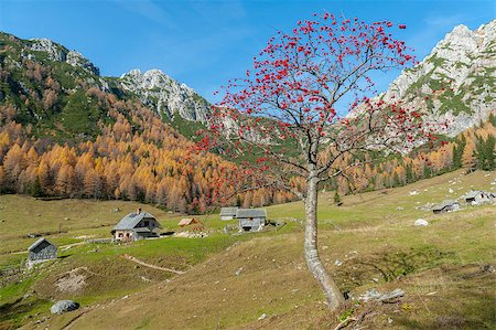 Rowan tree on mountain meadow. High mountains in the background. Stock Photo - Budget Royalty-Free & Subscription, Code: 400-07249959