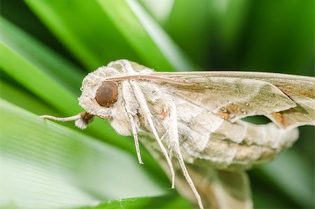simsearch:400-07518693,k - Moth in the nature on the environment concept Stock Photo - Budget Royalty-Free & Subscription, Code: 400-07254034