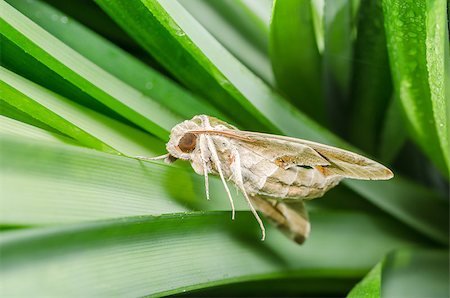 simsearch:400-07518693,k - Moth in the nature on the environment concept Stock Photo - Budget Royalty-Free & Subscription, Code: 400-07254035