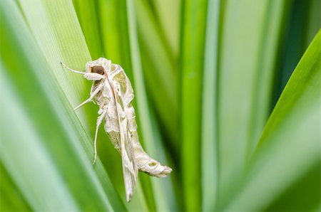 simsearch:400-07518693,k - Moth in the nature on the environment concept Stock Photo - Budget Royalty-Free & Subscription, Code: 400-07254031