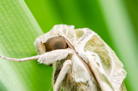 simsearch:400-07518693,k - Moth in the nature on the environment concept Stock Photo - Budget Royalty-Free & Subscription, Code: 400-07254032