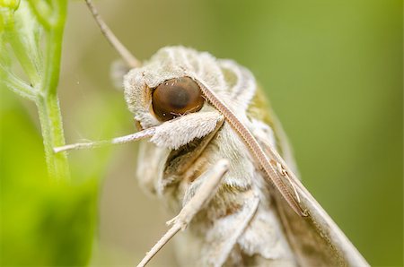 simsearch:400-07518693,k - Moth in the nature on the environment concept Stock Photo - Budget Royalty-Free & Subscription, Code: 400-07254045