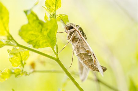 simsearch:400-07518693,k - Moth in the nature on the environment concept Stock Photo - Budget Royalty-Free & Subscription, Code: 400-07254041
