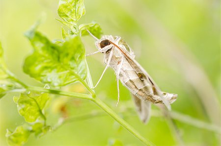 simsearch:400-07518693,k - Moth in the nature on the environment concept Stock Photo - Budget Royalty-Free & Subscription, Code: 400-07254042