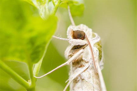 simsearch:400-07518693,k - Moth in the nature on the environment concept Stock Photo - Budget Royalty-Free & Subscription, Code: 400-07254043