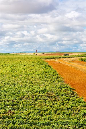 Hill in Spain with Ripe Vineyard Stock Photo - Budget Royalty-Free & Subscription, Code: 400-07256494