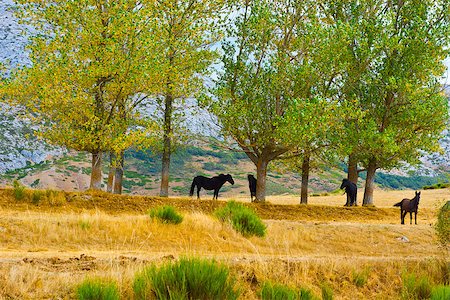 Horses Grazing on a Meadow of the European Peaks, Spain Stock Photo - Budget Royalty-Free & Subscription, Code: 400-07256493