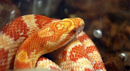 snake skin - Bright red snake in the cage closeup Photographie de stock - Aubaine LD & Abonnement, Code: 400-07259060