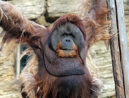 adult orangutan in the zoo Photographie de stock - Aubaine LD & Abonnement, Code: 400-07250012