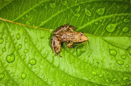 Miniature from sitting on a Wet Leaf in Forest Stock Photo - Budget Royalty-Free & Subscription, Code: 400-07253222