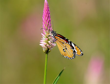 simsearch:400-07518693,k - beautiful Plain Tiger butterfly (Danaus chrysippus) at flower garden Stock Photo - Budget Royalty-Free & Subscription, Code: 400-07253450