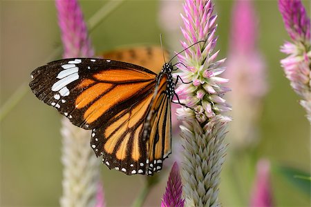 simsearch:400-07518693,k - beautiful Common Tiger butterfly (Danaus genutia) at flower garden Stock Photo - Budget Royalty-Free & Subscription, Code: 400-07253452