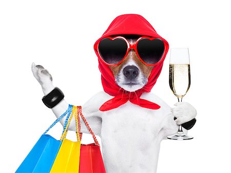 simsearch:400-08164465,k - diva dog shopping like a pro , holding a bunch of bags Stock Photo - Budget Royalty-Free & Subscription, Code: 400-07265847