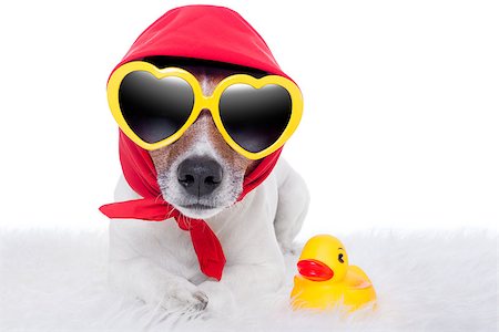 simsearch:400-08164465,k - dog wearing a scarf  with yellow sunglasses and a yellow rubber duck Stock Photo - Budget Royalty-Free & Subscription, Code: 400-07265849
