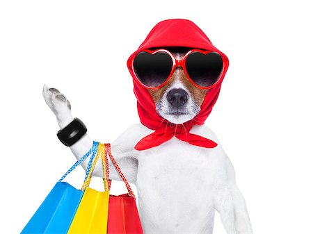 simsearch:400-08164465,k - diva dog shopping like a pro , holding a bunch of bags Stock Photo - Budget Royalty-Free & Subscription, Code: 400-07265853