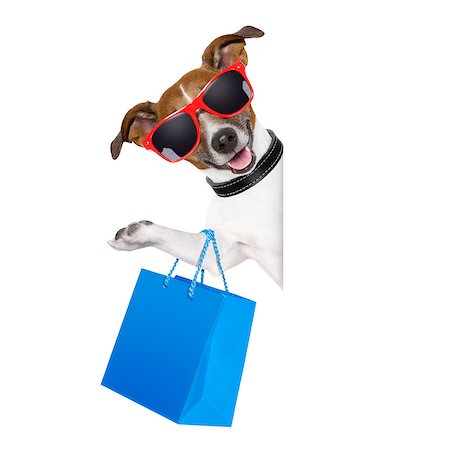 simsearch:400-08164465,k - shopping dog holding a blue shopping bag wearing sunglasses Stock Photo - Budget Royalty-Free & Subscription, Code: 400-07266423