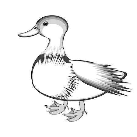 drake - A monochrome sketch of a duck. Vector-art illustration on a white background Stock Photo - Budget Royalty-Free & Subscription, Code: 400-07260284