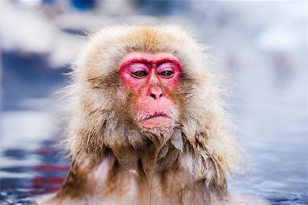 Macaques bath in hot springs in Nagano, Japan. Stock Photo - Budget Royalty-Free & Subscription, Code: 400-07263217