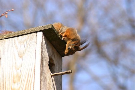 simsearch:622-06809313,k - Squirrel and birdhouse on the tree in spring Stock Photo - Budget Royalty-Free & Subscription, Code: 400-07263704