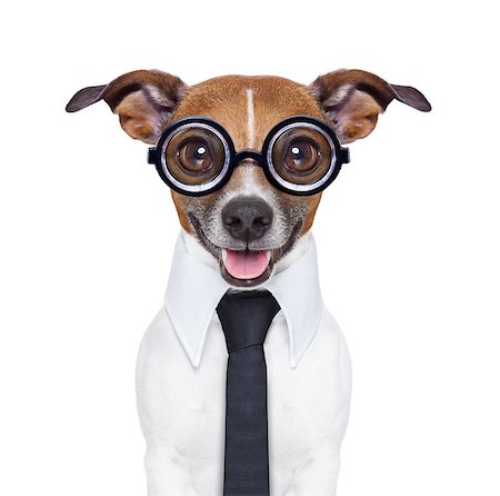 simsearch:400-08164465,k - dumb business dog  with funny glasses and suit Stock Photo - Budget Royalty-Free & Subscription, Code: 400-07277263