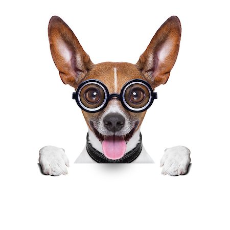 crazy silly dog with funny glasses behind blank placard Stock Photo - Budget Royalty-Free & Subscription, Code: 400-07272621