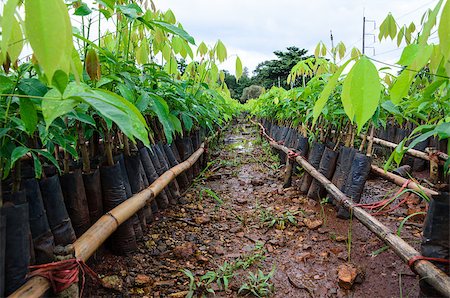 plantation of rubber tree Stock Photo - Budget Royalty-Free & Subscription, Code: 400-07289052