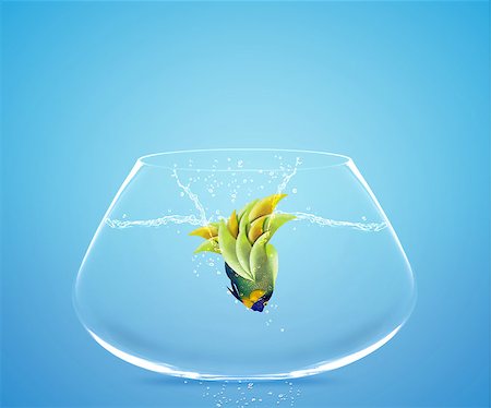 Angelfish jumping to other bowl, Good Concept for new love, freedom, liberty, independence, unrestraint, new Opportunity and challenge concept. Photographie de stock - Aubaine LD & Abonnement, Code: 400-07289817