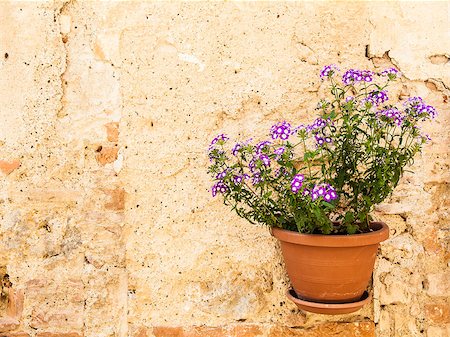 simsearch:400-07217858,k - Pienza, Tuscany region, Italy. Old wall with flowers Stock Photo - Budget Royalty-Free & Subscription, Code: 400-07294962