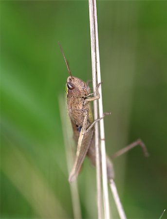 Brown grasshopper in the grass Photographie de stock - Aubaine LD & Abonnement, Code: 400-07295071