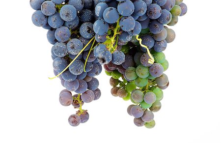 simsearch:400-06923729,k - Two Bunches of Red Wine Grape with Water Drops closeup on white background Stock Photo - Budget Royalty-Free & Subscription, Code: 400-07295632