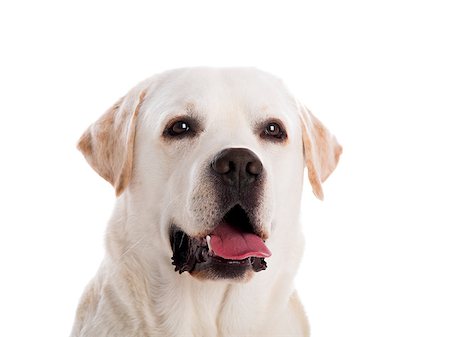 close-yp portrait of a beautiful labrador retriever breed, isolated on white background Stock Photo - Budget Royalty-Free & Subscription, Code: 400-07295737