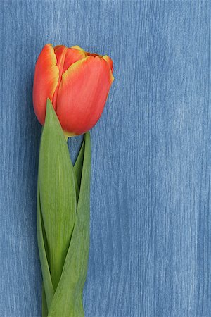 tulip on wooden table, mothers day theme or valentines day Stock Photo - Budget Royalty-Free & Subscription, Code: 400-07296265