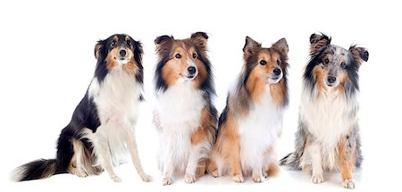 shetland sheepdog - portrait of a purebred shetland dogs in front of white background Stock Photo - Budget Royalty-Free & Subscription, Code: 400-07296489