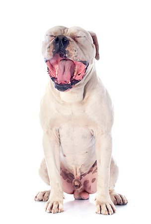 american bulldog in front of white background Photographie de stock - Aubaine LD & Abonnement, Code: 400-07296508